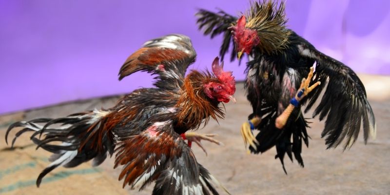 xsmt cn nổ hũ tiếng anh là gì