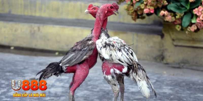 xsmt cn bàn cầu điểm số tay trước trong baccarat là gì